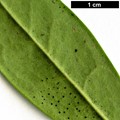 SpeciesSub: var. hookeriana